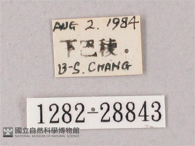 綠背斜紋天蛾藏品圖，第3張