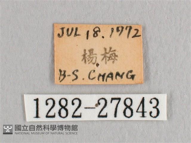 接骨木帶鉤蛾藏品圖，第3張