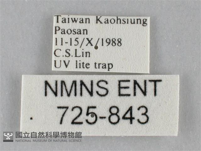 斜紋夜盜蛾藏品圖，第3張