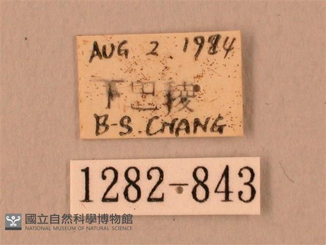 波紋豆天蛾藏品圖，第3張