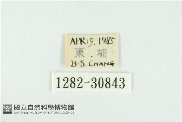 霧社環波紋蛾藏品圖，第3張