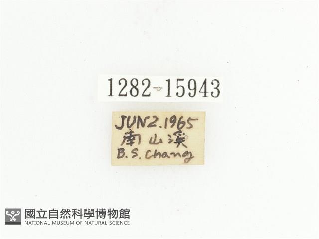 金艷騷金龜藏品圖，第2張