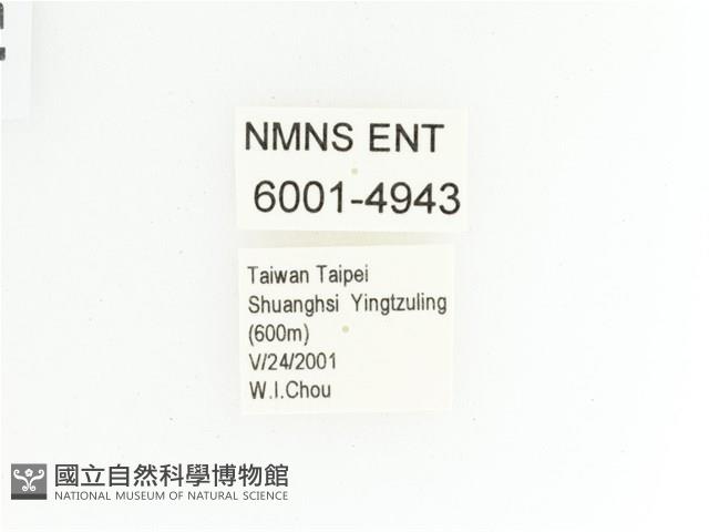 綠艷金龜藏品圖，第2張