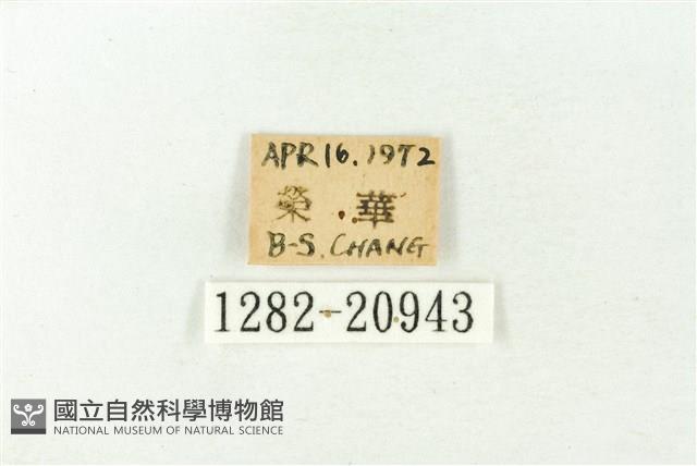 白斑嫵琉灰蝶藏品圖，第3張