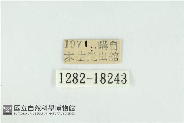 臺灣焰灰蝶藏品圖，第3張