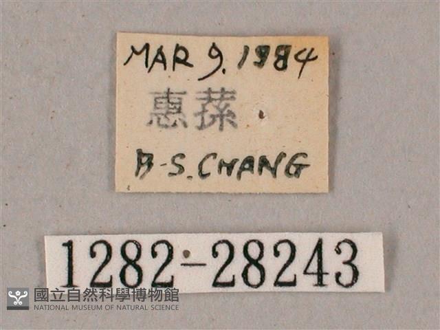 榆綠天蛾藏品圖，第3張