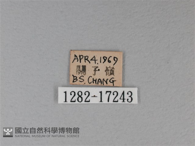 白裳貓蛺蝶藏品圖，第3張
