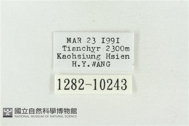 帶波紋蛾藏品圖，第3張