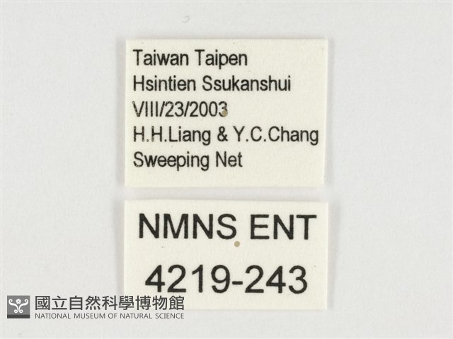 小紋青斑蝶藏品圖，第3張