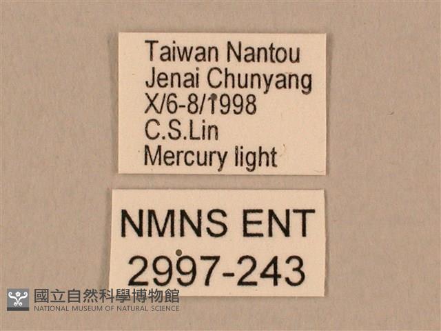 棕綠背線天蛾藏品圖，第3張