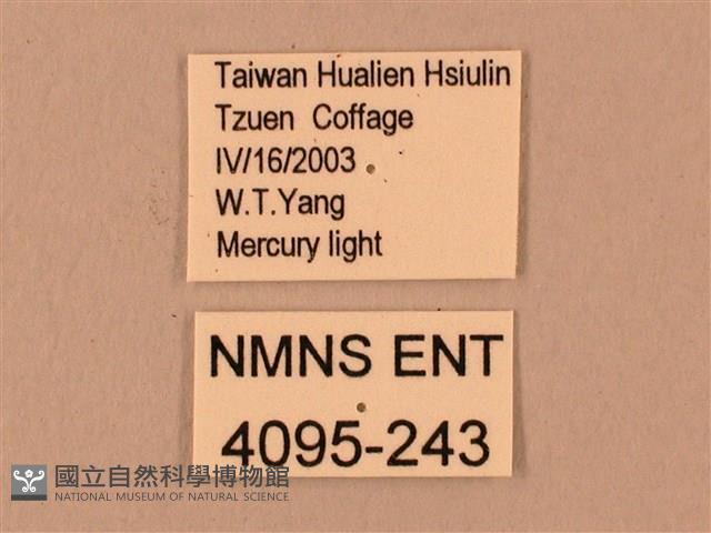 臺灣鋸翅天蛾藏品圖，第3張