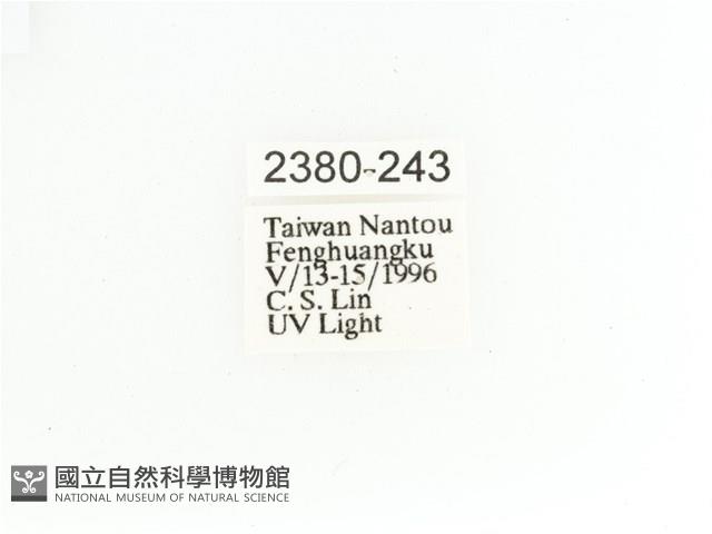 艷金龜藏品圖，第2張