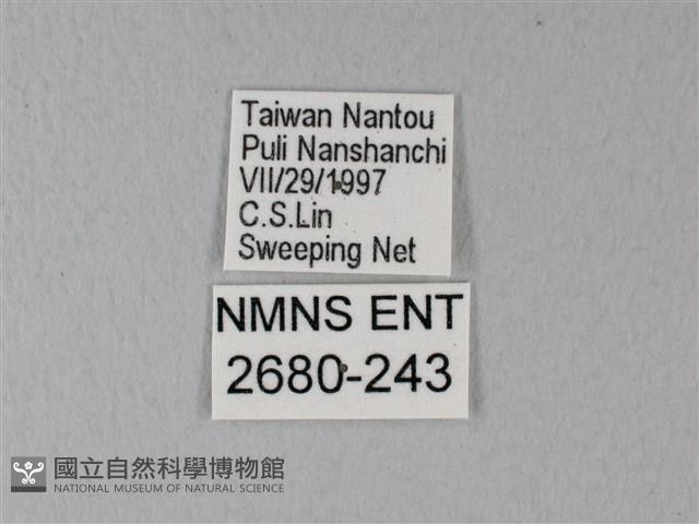 異粉蝶、雌白黃蝶藏品圖，第3張