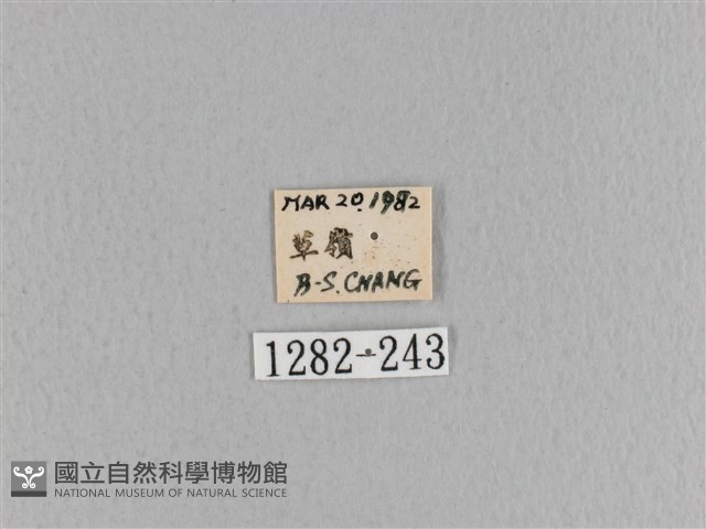 大褐斑枯葉蛾藏品圖，第3張