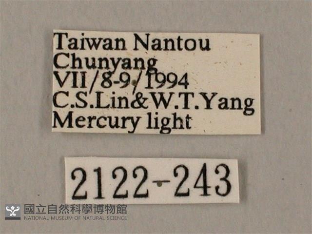 裂斑鷹翅天蛾藏品圖，第3張