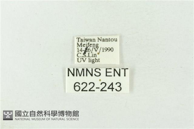 棍棒污燈蛾藏品圖，第3張