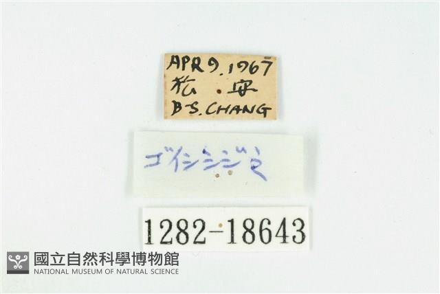 竹蚜灰蝶藏品圖，第3張