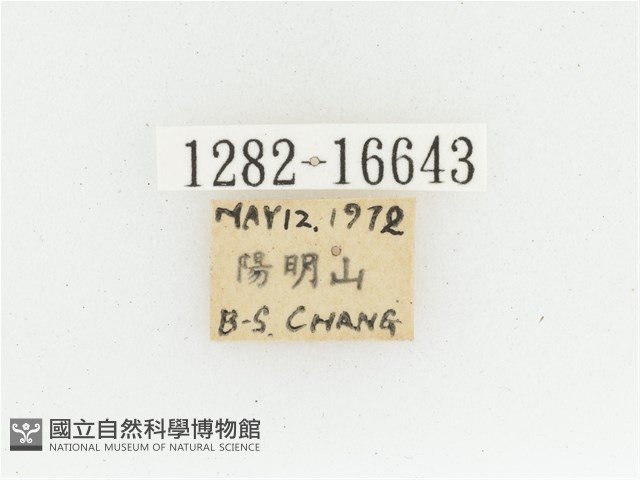 黃肩長腳花金龜藏品圖，第2張