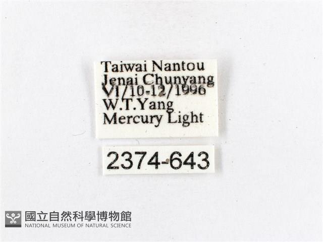 木毒蛾藏品圖，第3張