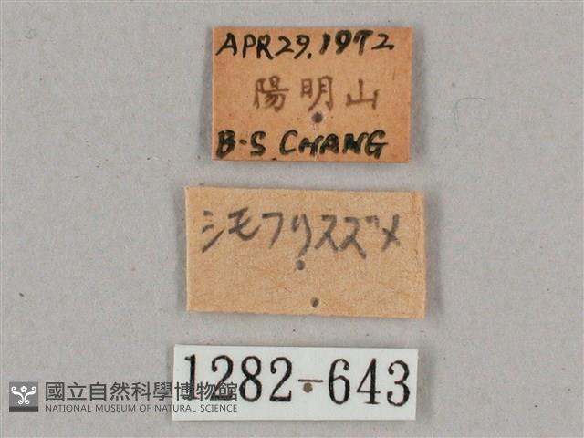 細斜紋霜天蛾藏品圖，第3張