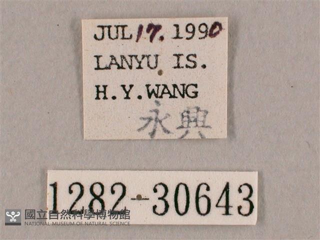 背帶斜紋天蛾藏品圖，第3張