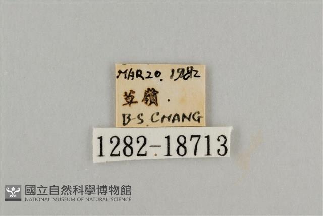 藍灰蝶沖繩亞種藏品圖，第3張