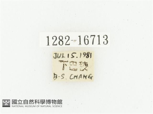 偽橫斑黑花金龜藏品圖，第2張