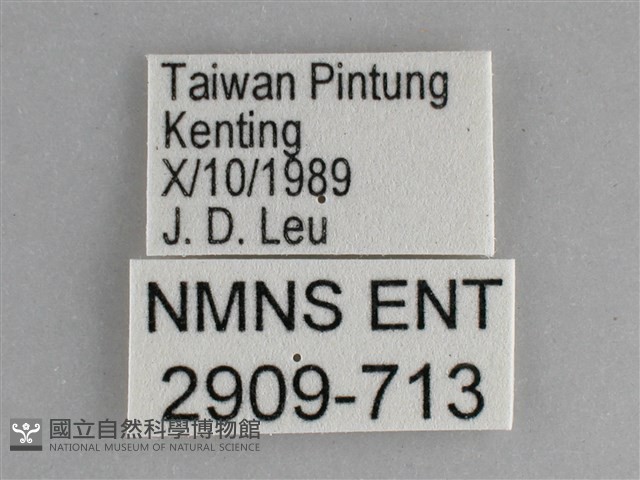 黯眼蛺蝶藏品圖，第3張