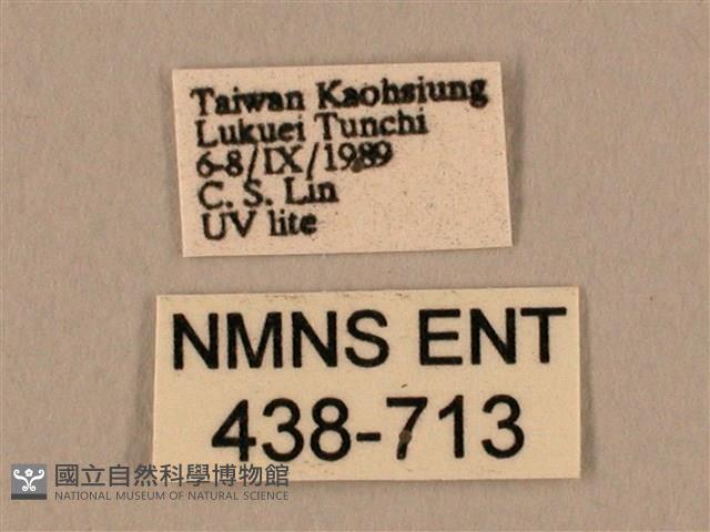 棕綠背線天蛾藏品圖，第3張