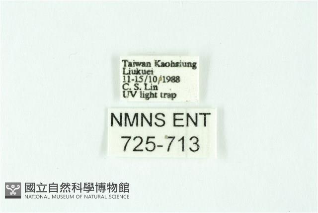 三條橙燈蛾藏品圖，第3張