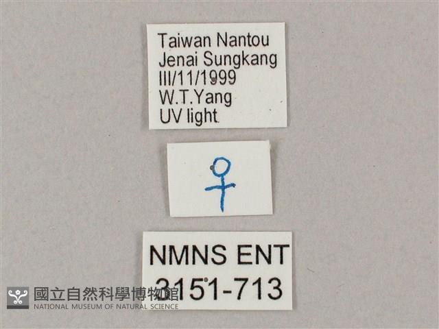 井上氏絨毛天蛾藏品圖，第3張