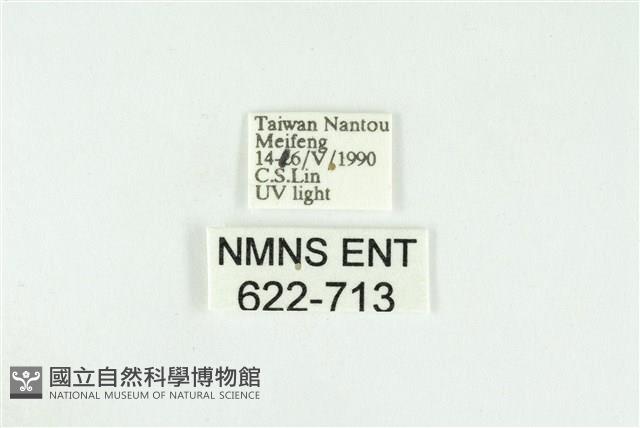 寬紋黃毒蛾藏品圖，第3張