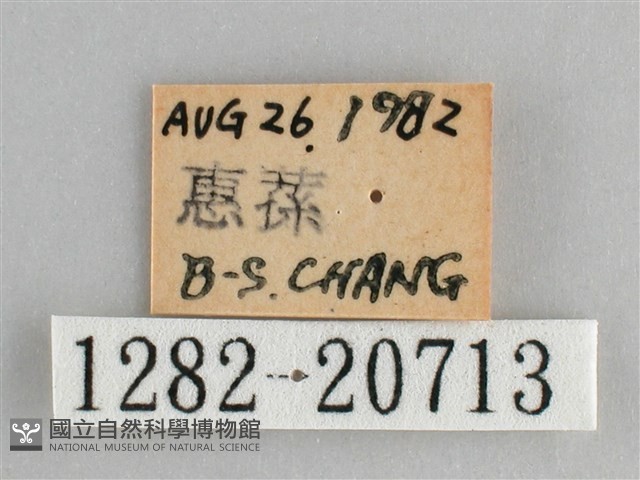 森林暮眼蝶、黑樹蔭蝶藏品圖，第3張