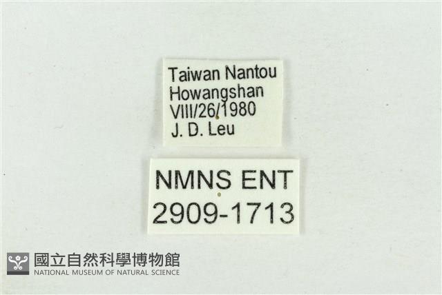 高山鐵灰蝶藏品圖，第3張