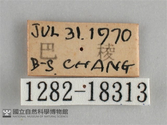 金鎧蛺蝶藏品圖，第3張