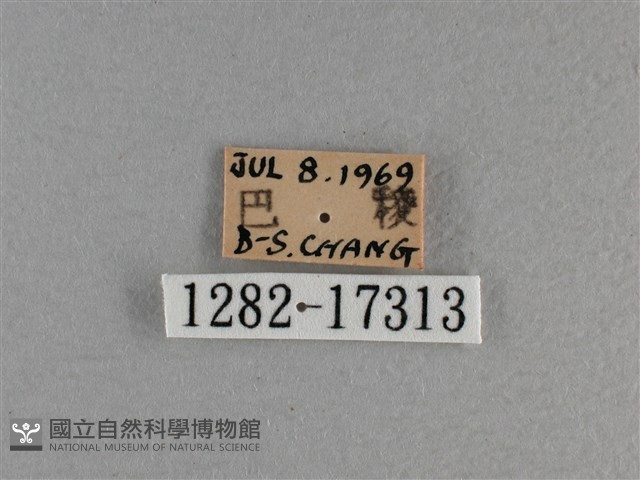 黃豹盛蛺蝶藏品圖，第3張