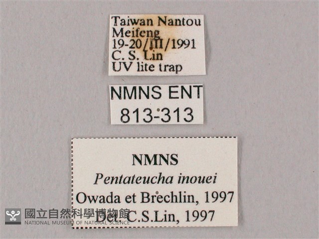 井上氏絨毛天蛾藏品圖，第3張