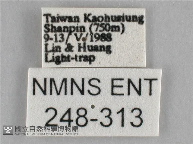 枯葉尺蛾藏品圖，第3張