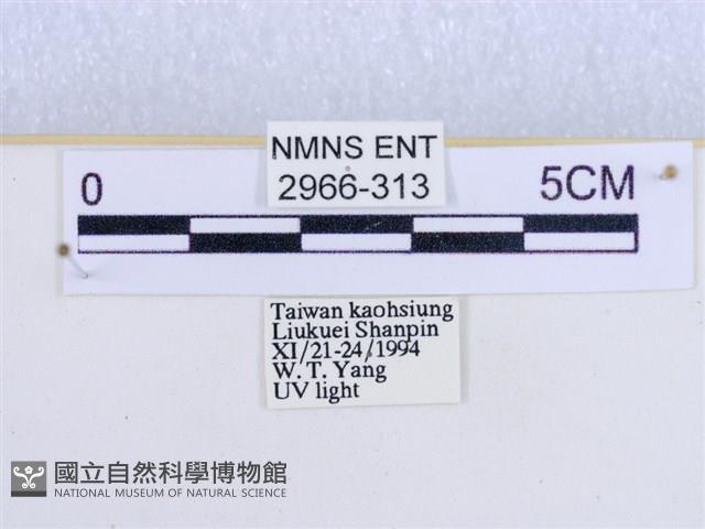 閃光苔蛾藏品圖，第3張