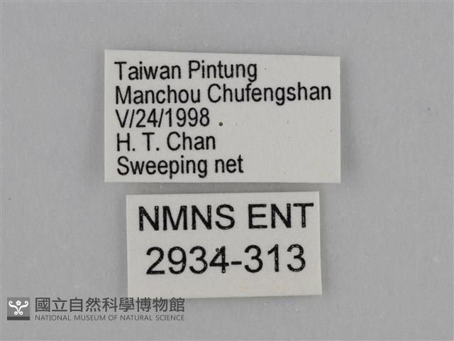 亮色黃蝶藏品圖，第3張