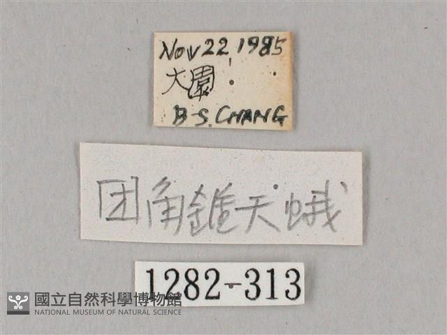 凹緣天蛾藏品圖，第3張