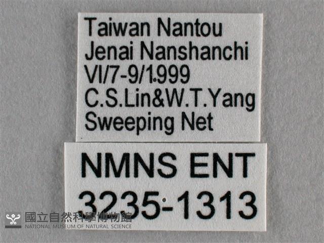 波灰蝶藏品圖，第3張