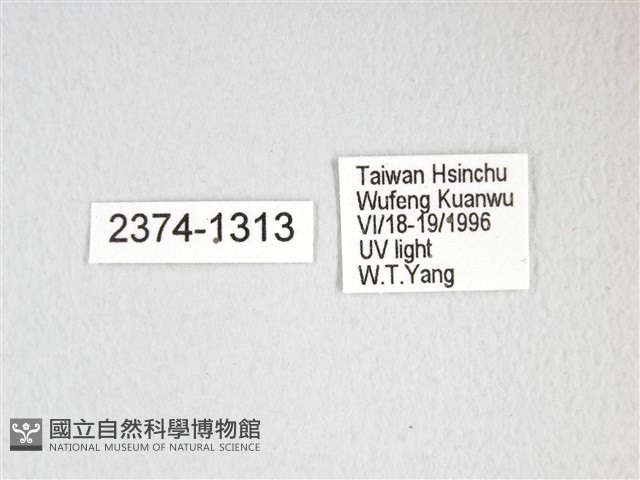 綠目天蠶蛾藏品圖，第3張