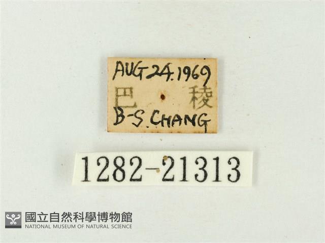 玳灰蝶藏品圖，第3張