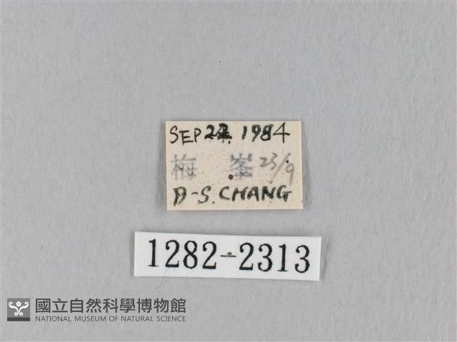 褐斜帶枯葉蛾藏品圖，第3張