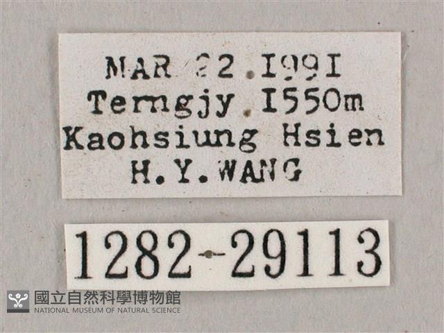 直翅六點天蛾藏品圖，第3張