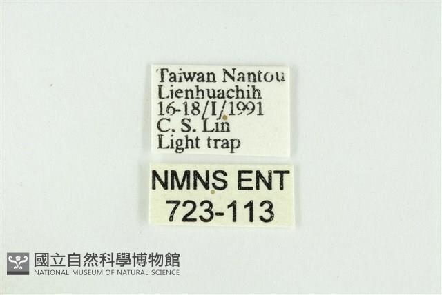 黑翅黃毒蛾藏品圖，第3張