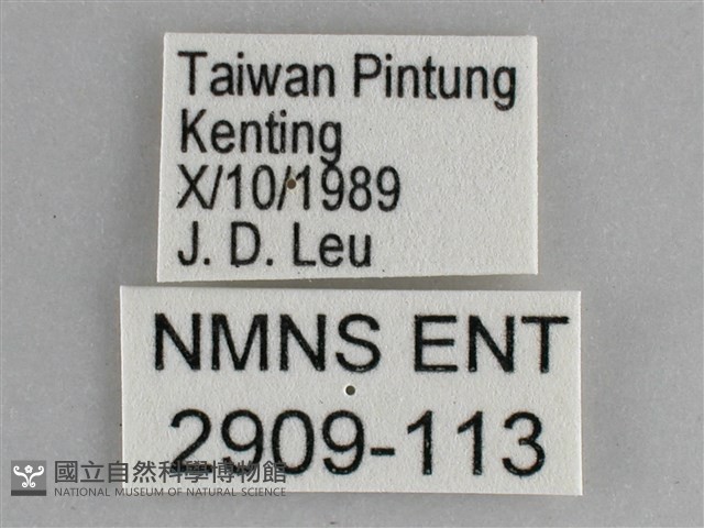 琉璃蛺蝶藏品圖，第3張