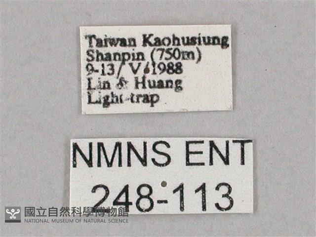 斜綠天蛾藏品圖，第3張