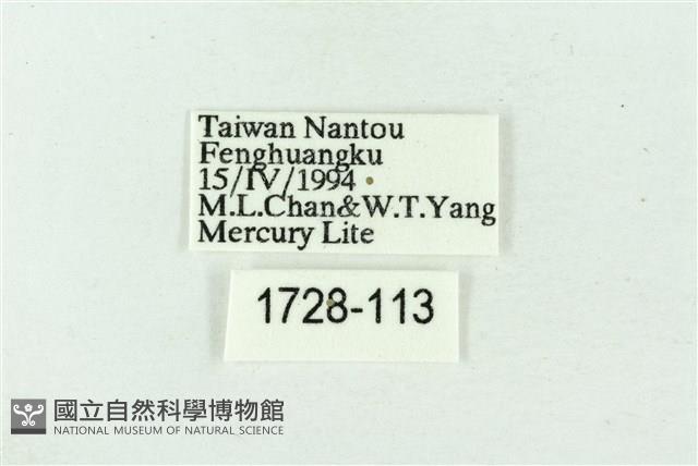 臺雪苔蛾藏品圖，第3張